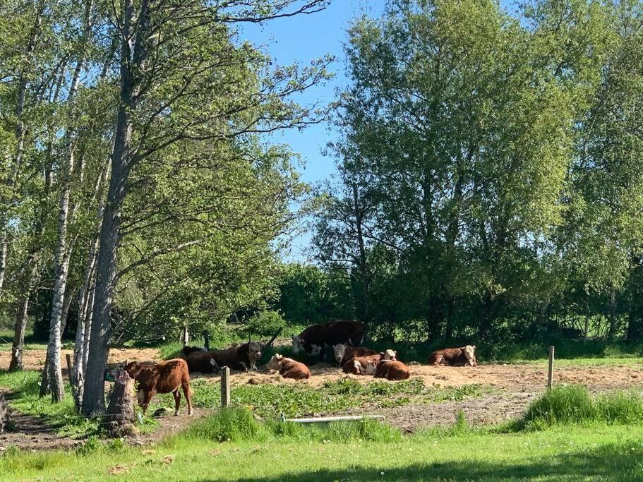 Apartament Kongsholmlund. Enjoy The Countryside. Vejby Zewnętrze zdjęcie